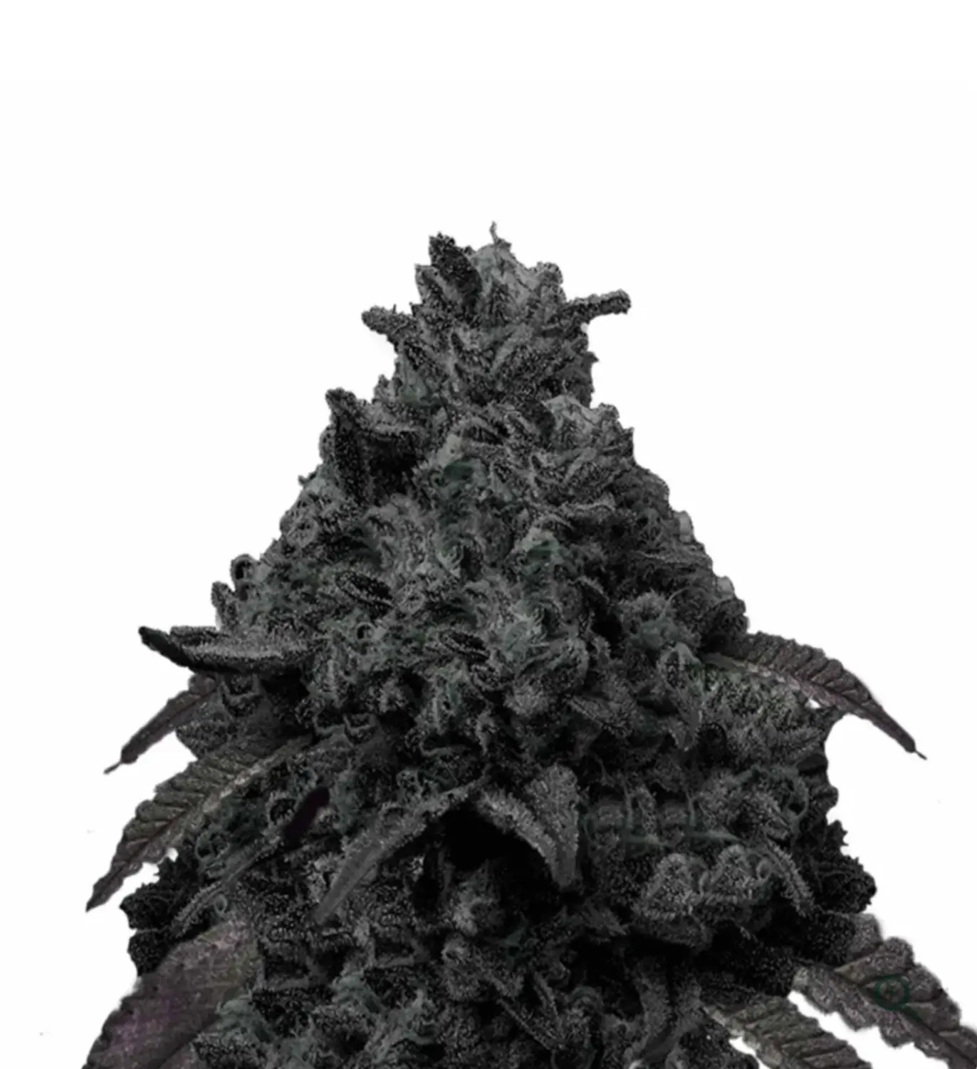 GANJA GAMES GERMANY – Event-Service – Black Runtz