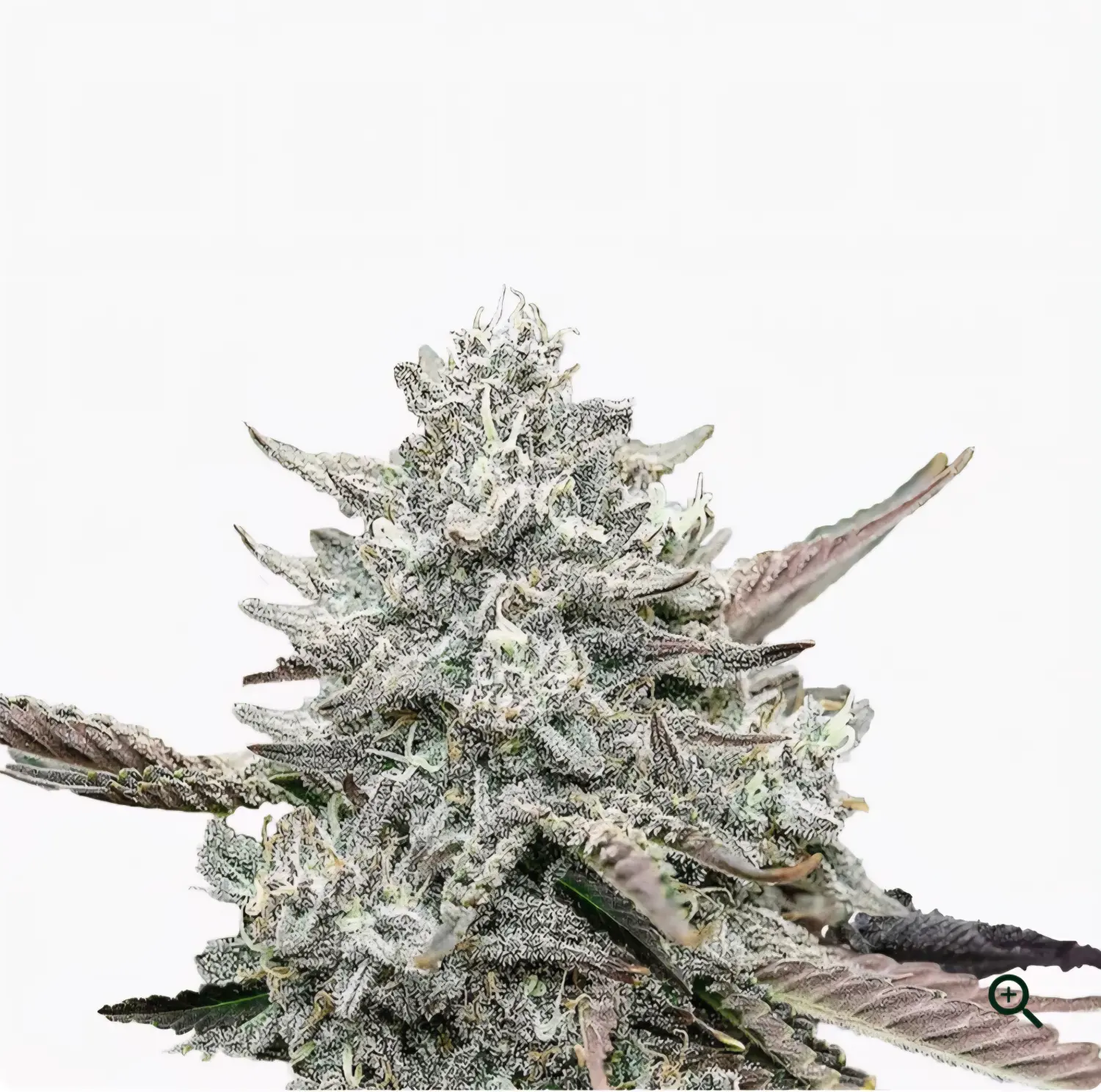 GANJA GAMES GERMANY – Event-Service – Strawberry Smile