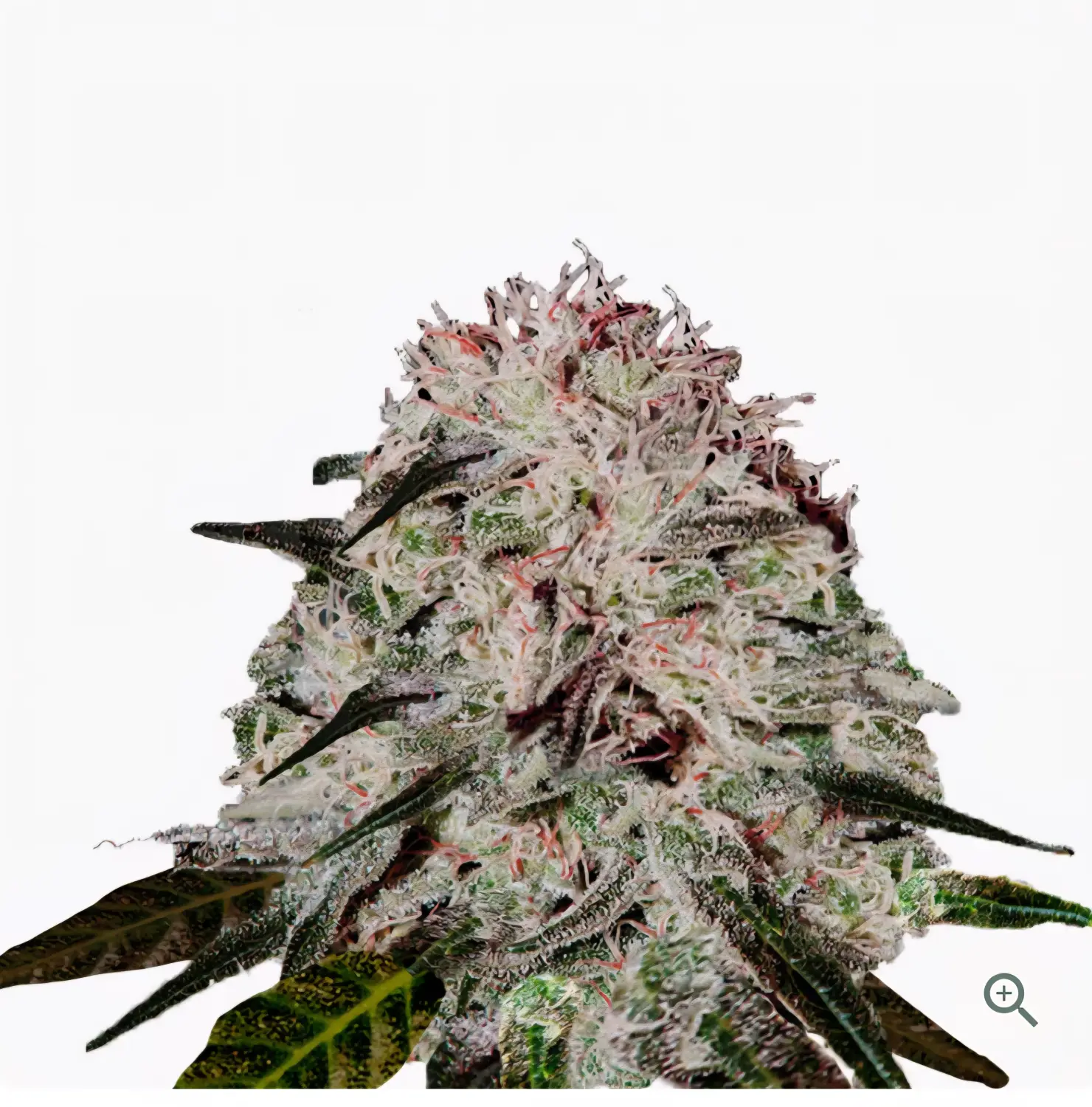 GANJA GAMES GERMANY – Event-Service – Fat Bastard